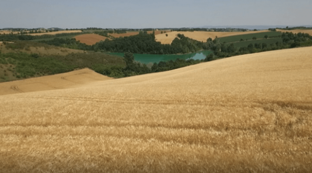 vue sur le lac et champs de blé