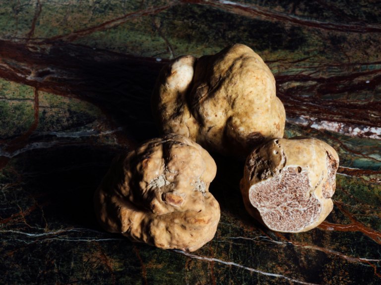 truffe noire de carcassonne